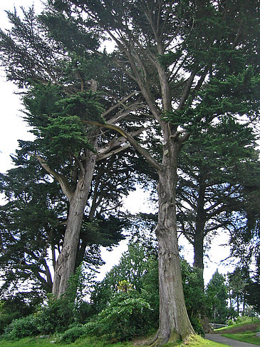 Fotos Alamo Square | San Francisco