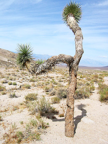 Foto Lone Pine - Panamint Springs