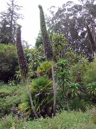 Golden Gate Park mit Botanischen Garten Foto 