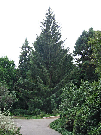 Foto Golden Gate Park mit Botanischen Garten - San Francisco