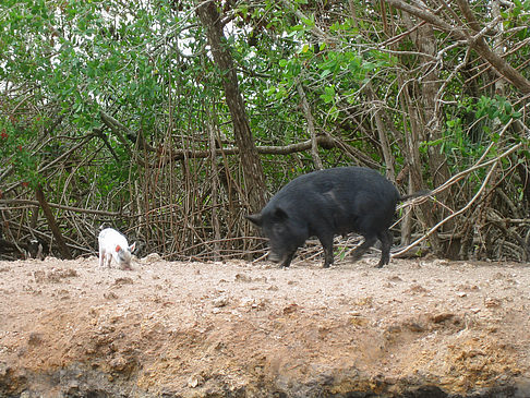 Schweine Fotos