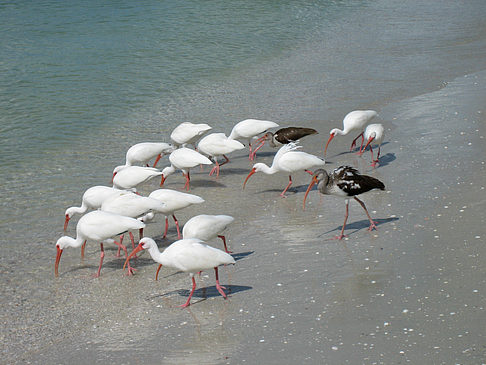 Vögel am Strand Foto 