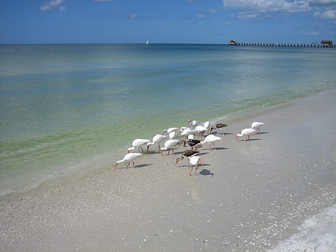 Fotos Vögel am Strand | 