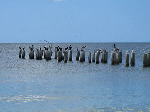 Vögel am Strand Foto 