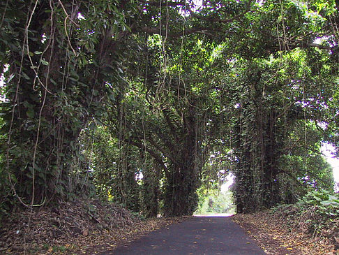 Fotos Straßen auf Hawaii | 