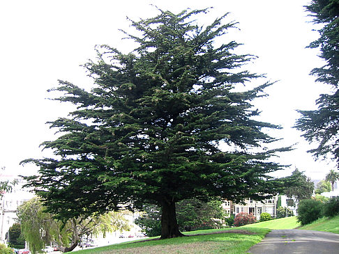 Fotos Alamo Square | San Francisco