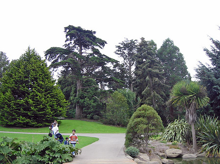 Foto Golden Gate Park mit Botanischen Garten - San Francisco