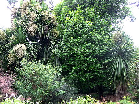 Foto Golden Gate Park mit Botanischen Garten - San Francisco