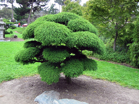 Fotos Golden Gate Park mit Botanischen Garten