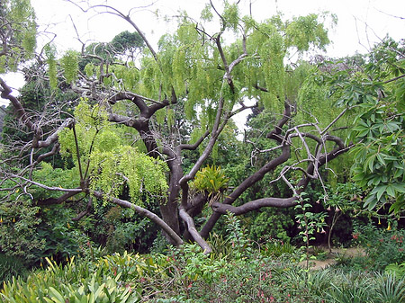 Fotos Golden Gate Park mit Botanischen Garten | San Francisco