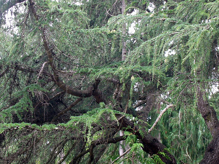 Fotos Golden Gate Park mit Botanischen Garten